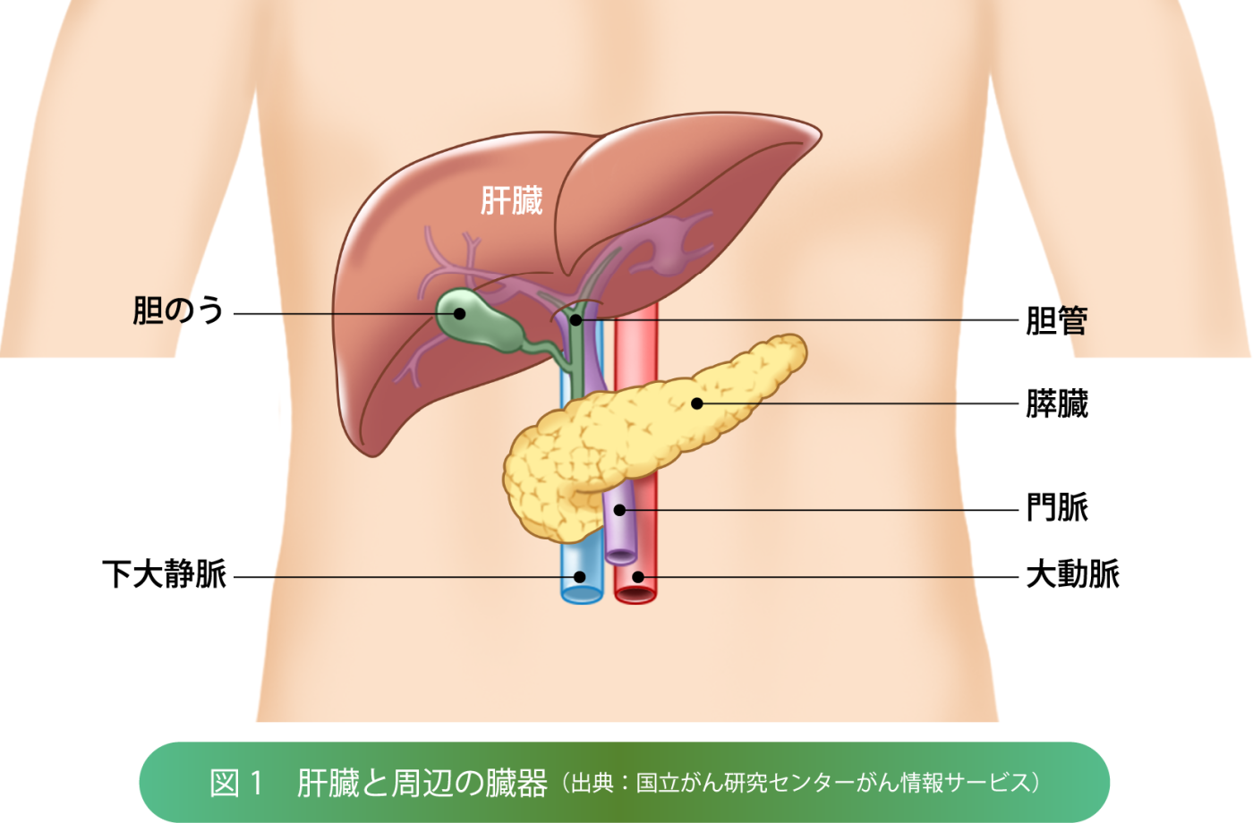 肝臓の図