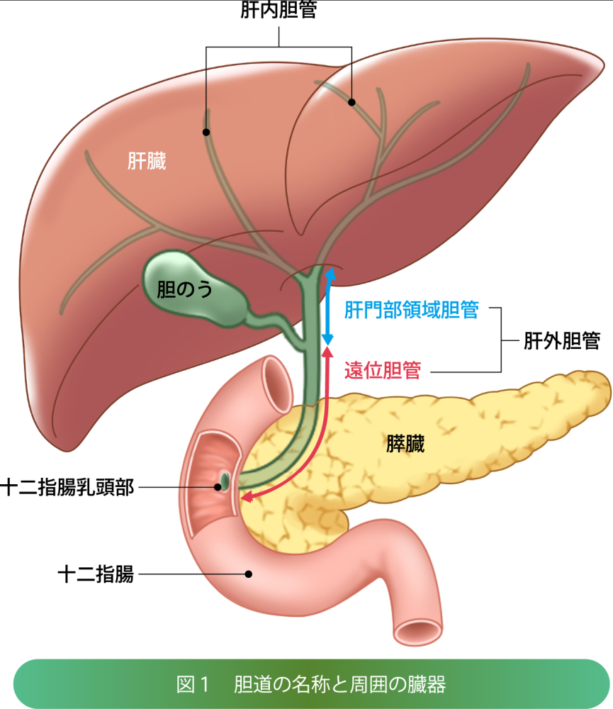 胆道の名称と周囲の臓器の画像