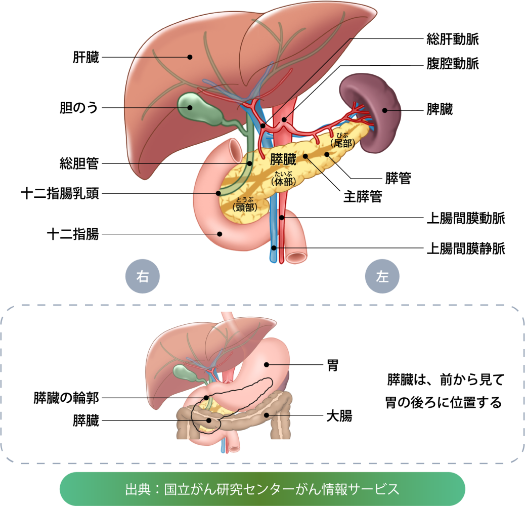 膵（すい）臓についての画像