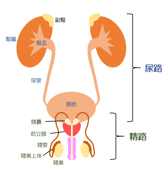 泌尿器・後腹膜腫瘍科の担当する腫瘍画像