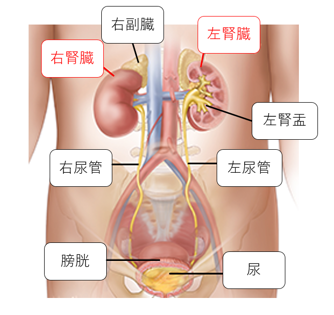 臓器の画像