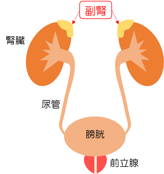 副腎腫瘍 国立がん研究センター 東病院