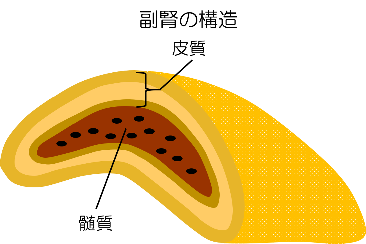 副腎の構造