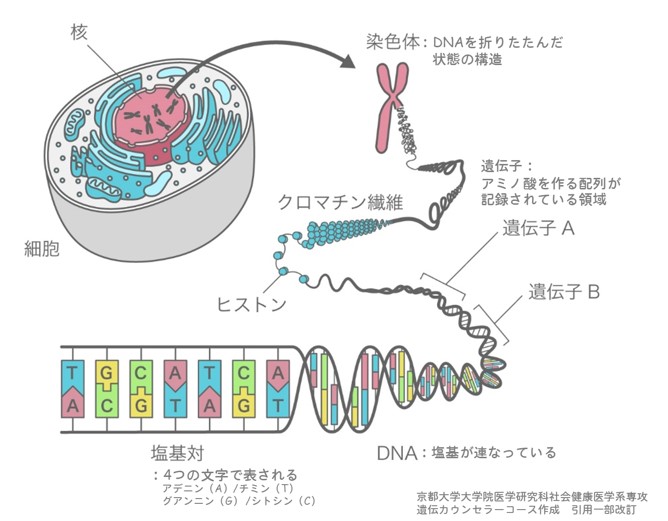 遺伝子図