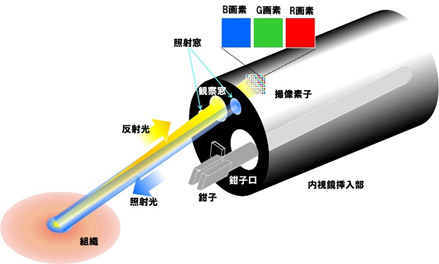 図1.酸素飽和度イメージング装置概略図