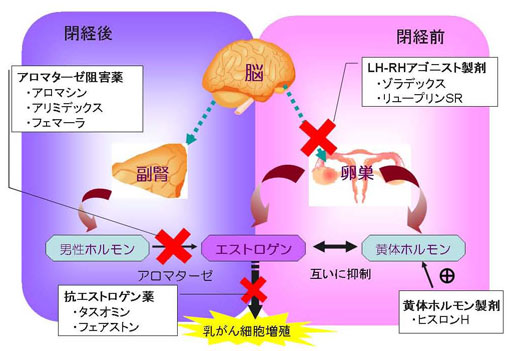 が 食べ物 癌 嫌う