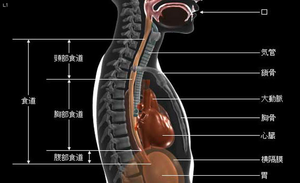 食道がんについて 国立がん研究センター 中央病院