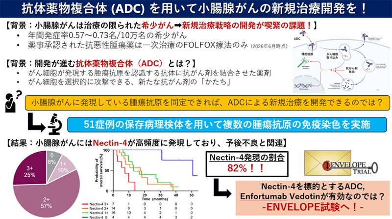 抗体薬物複合体抗体薬物複合体を用いて小腸腺がんの新規治療開発を