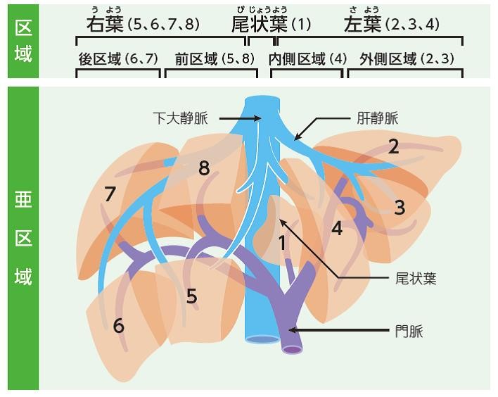 図2_肝臓の区域名と場所