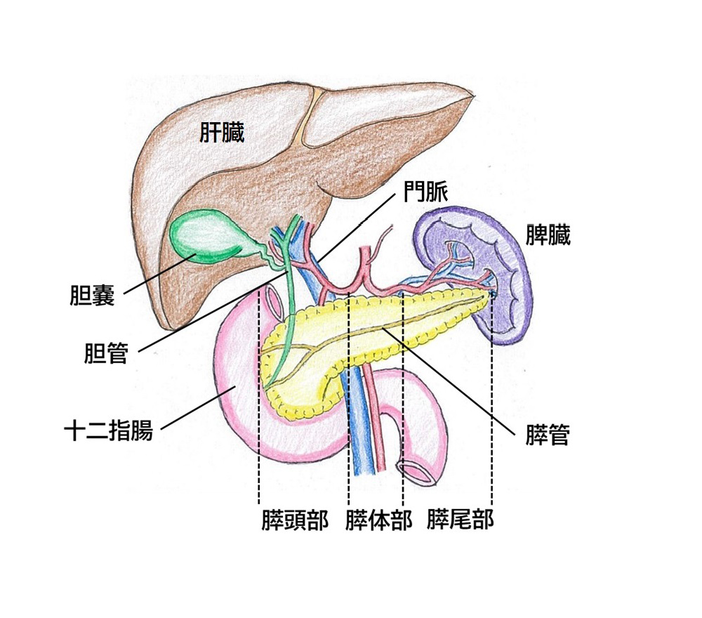 図1_膵臓の機能と構造