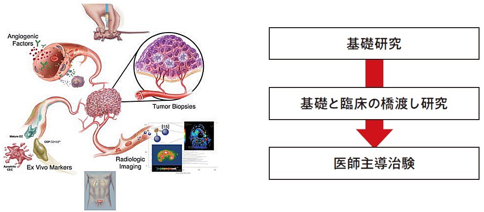 基礎研究→医基礎と臨床の橋渡し研究→医師主導治験 フロー図