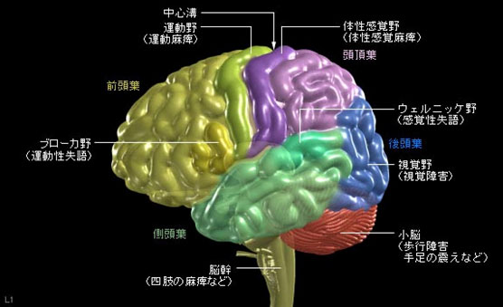 脳の解剖と症状