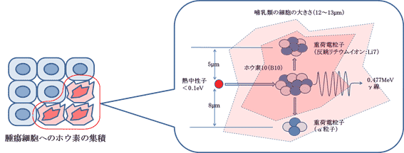 ホウ素中性子捕捉療法（BNCT）とは