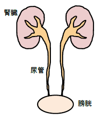 腎臓・尿管・膀胱の画像