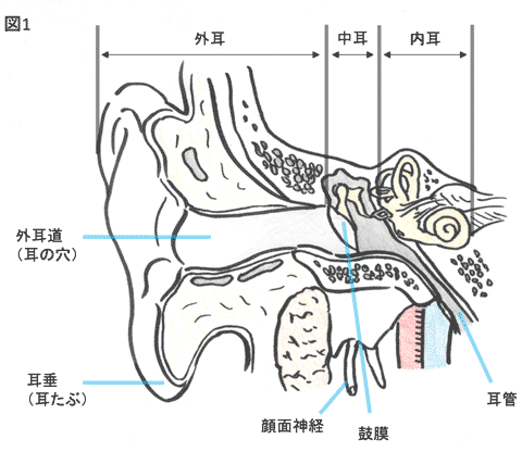 聴器がんについて 図