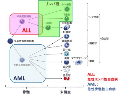 図　小児の血液・リンパのがんについて