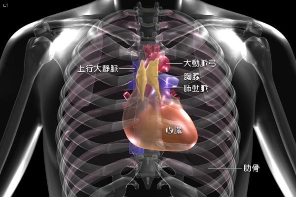 図1　胸腺の位置と周辺臓器（正面）