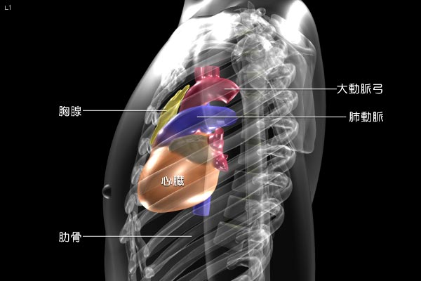 図1　胸腺の位置と周辺臓器（側面）