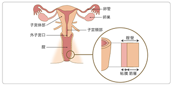 膣 口 痛い