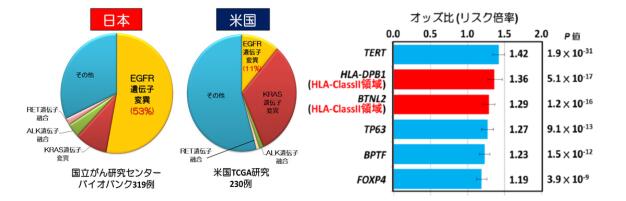 免疫を司るHLA遺伝子など6遺伝子領域が関与