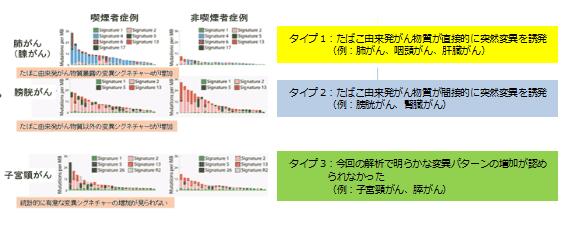 1年間毎日1箱の喫煙によって肺では150個の突然変異が蓄積