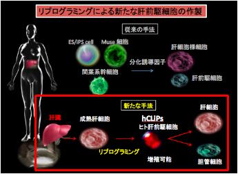 再生医療やがん治療への応用に期待