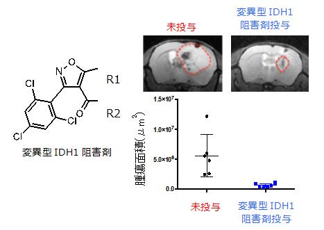 変異型IDH1阻害剤の悪性脳腫瘍に対する第I相臨床試験を開始