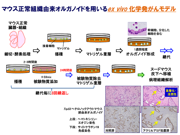 化学発がんモデル 化学発がんモデル