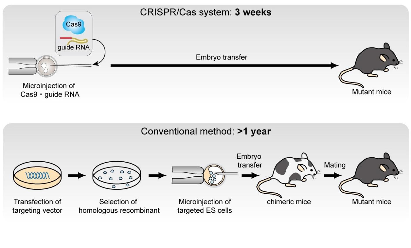 CRISPR