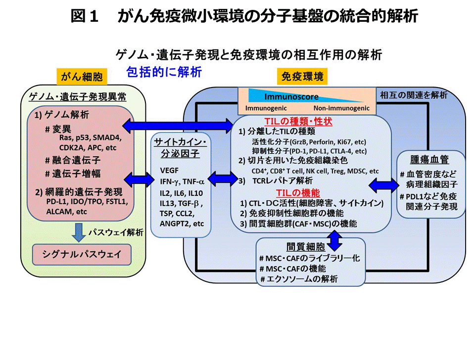 腫瘍免疫システムの解明 国立がん研究センター 研究所