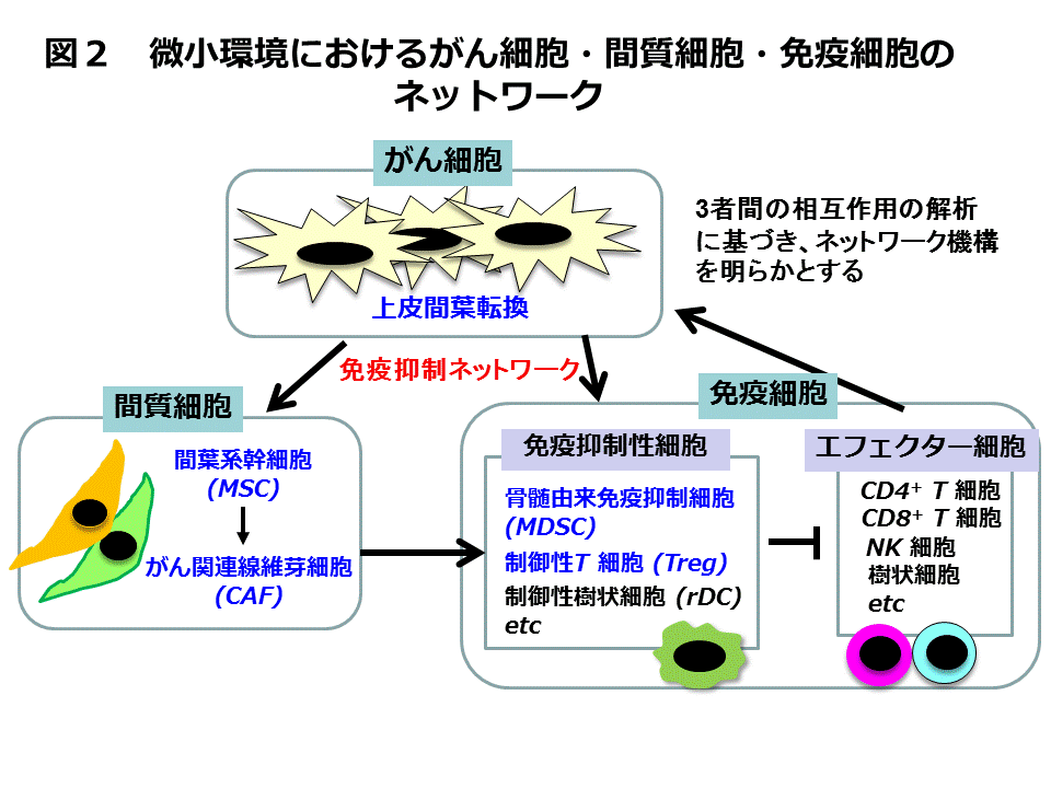 微小環境におけるがん細胞・間質細胞・免疫細胞のネットワーク