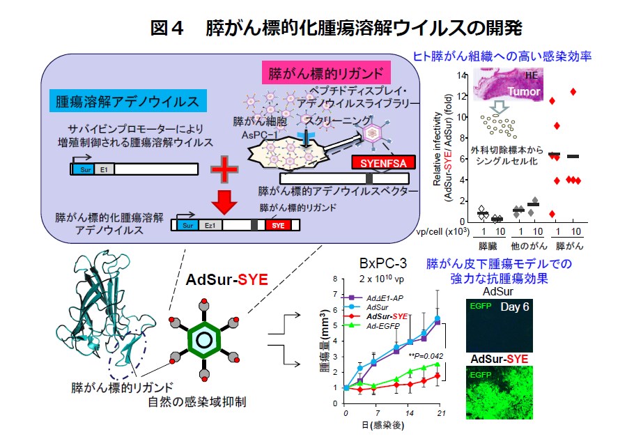 腫瘍標的バイオベクターの開発