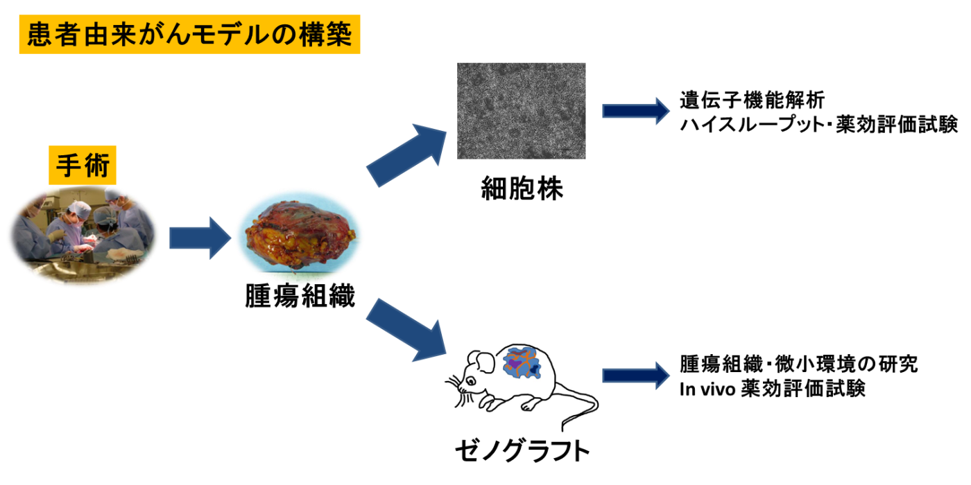 患者由来がんモデル