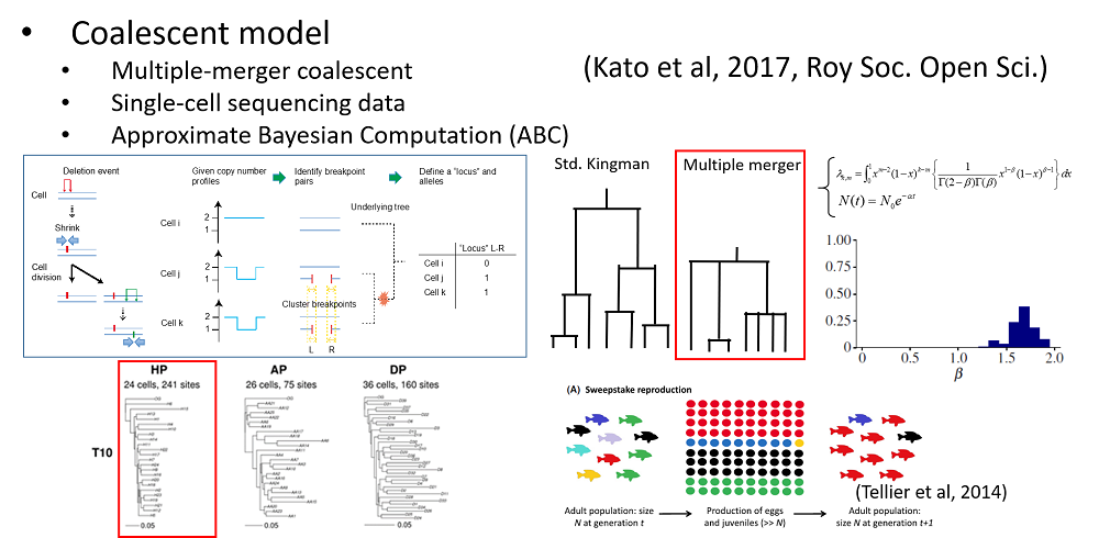 linked to Fig2_MMC.01.pdf