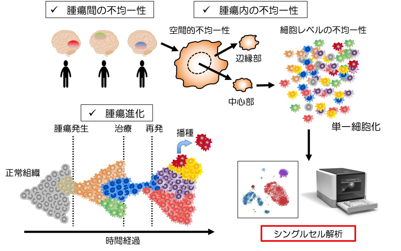 GBMsinglecell.jpg