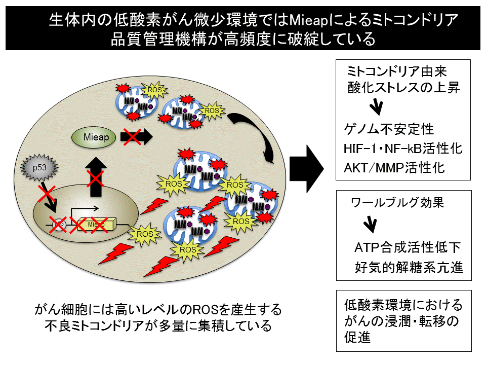 がんにおけるMieap制御性ミトコンドリア品質管理機構の破綻とその意義