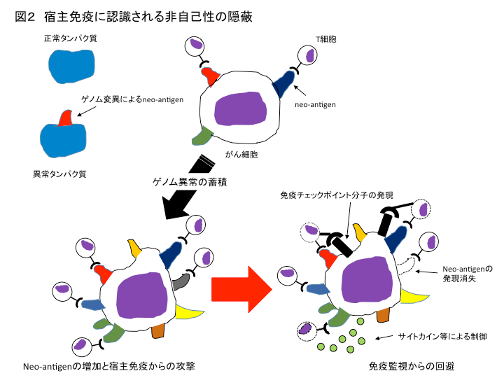 腫瘍免疫とがんゲノム