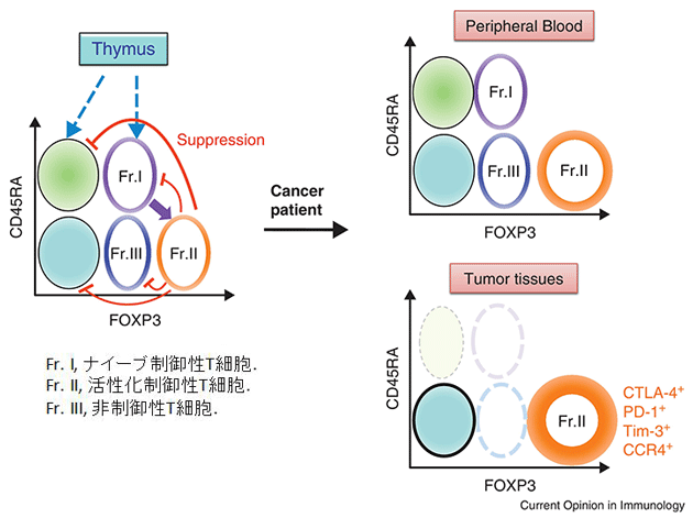 ヒト制御性T細胞の同定と分類