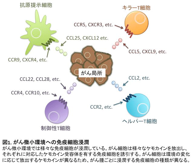 がん微小環境への免疫細胞浸潤