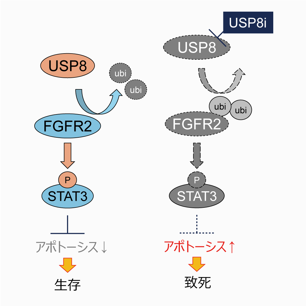 ARID1A_USP8