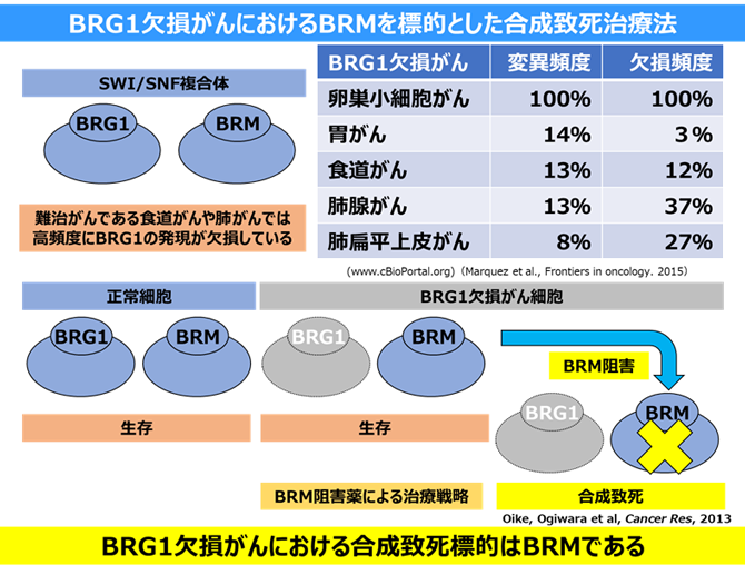 BRG1_BRM.png