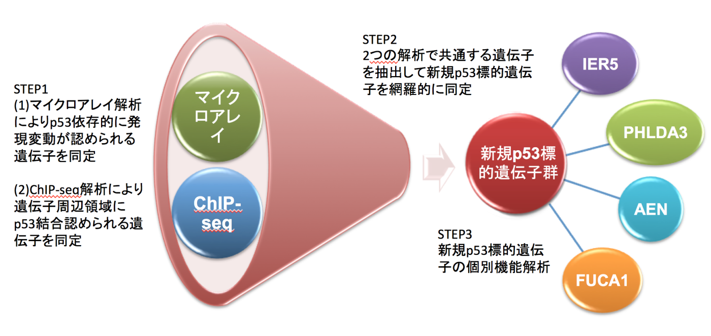 図2：新規p53標的遺伝子の同定と機能解析