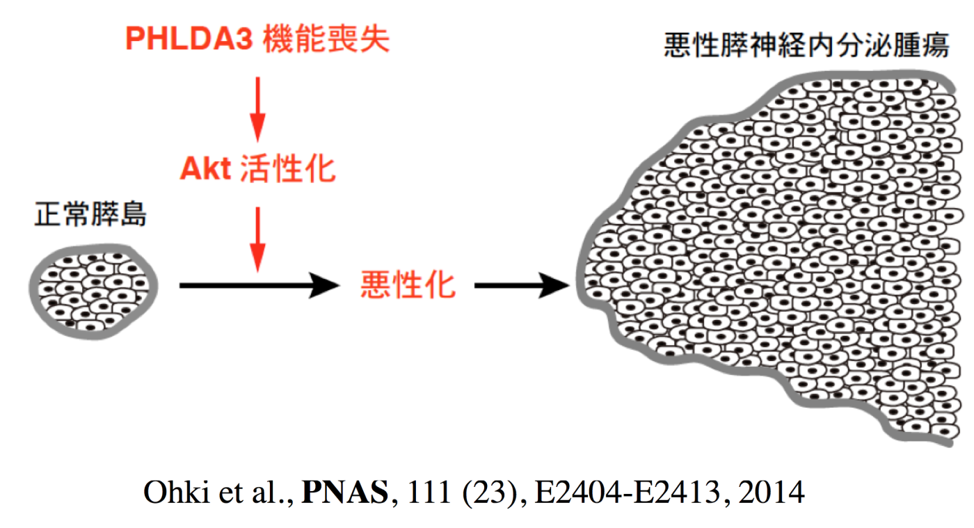 図4：B. p53標的遺伝子であり、がん抑制遺伝子であるPHLDA3の機能解析