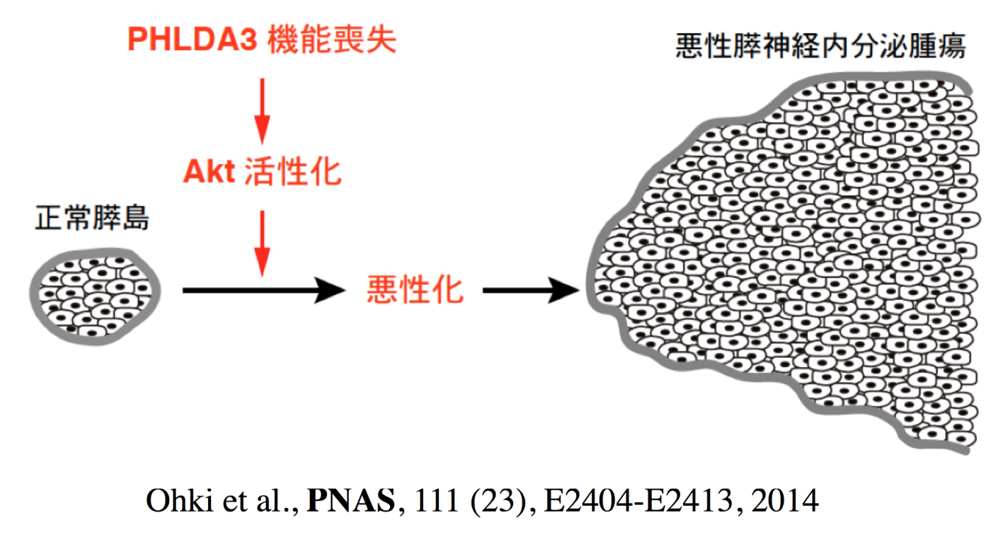 国立がん研究センター 研究所B.p53標的遺伝子であり、がん抑制遺伝子であるPHLDA3の機能解析