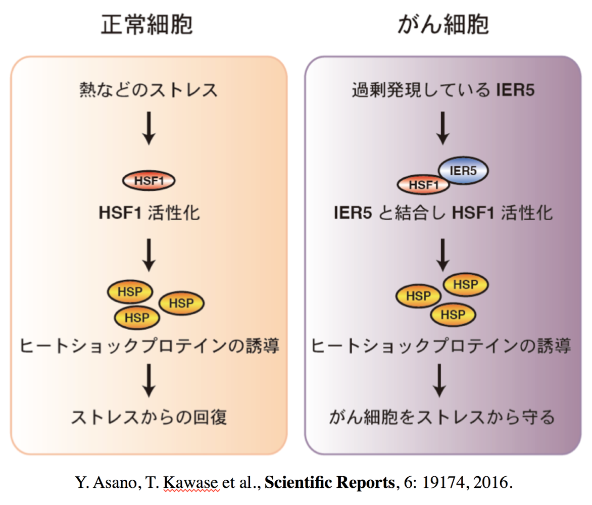 図5：C. p53標的遺伝子でありがん化促進能を持つIER5の機能解析