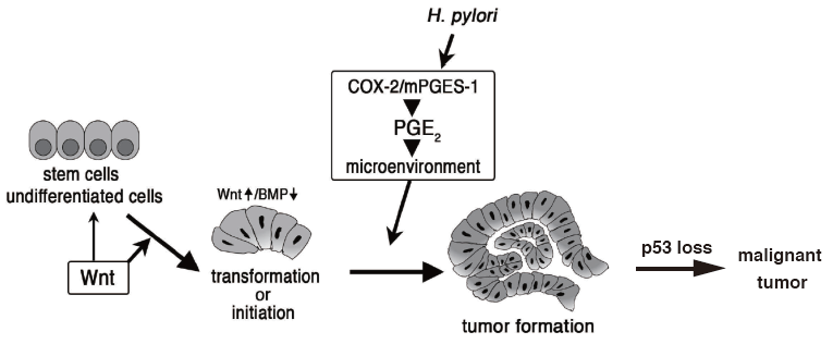 図7：E. 胃がんマウスモデルを用い、胃がん発症と悪性化に関わるp53 target geneの同定と機能解析