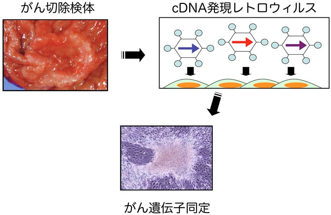 発がん原因の解明