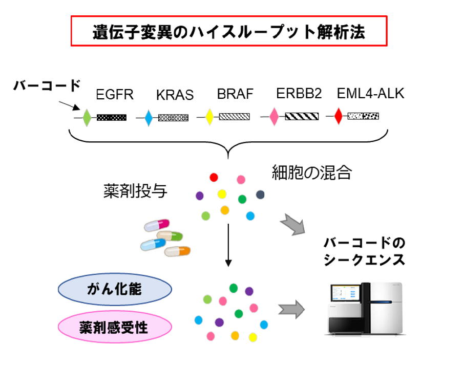 遺伝子変異の機能解析