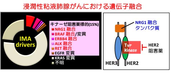 浸潤性粘液肺腺がんにおける遺伝子融合