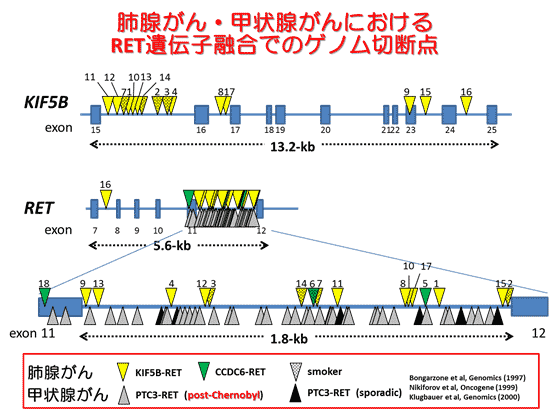 肺線がん・甲状腺がんにおけるRET遺伝子融合でのゲノム切断点